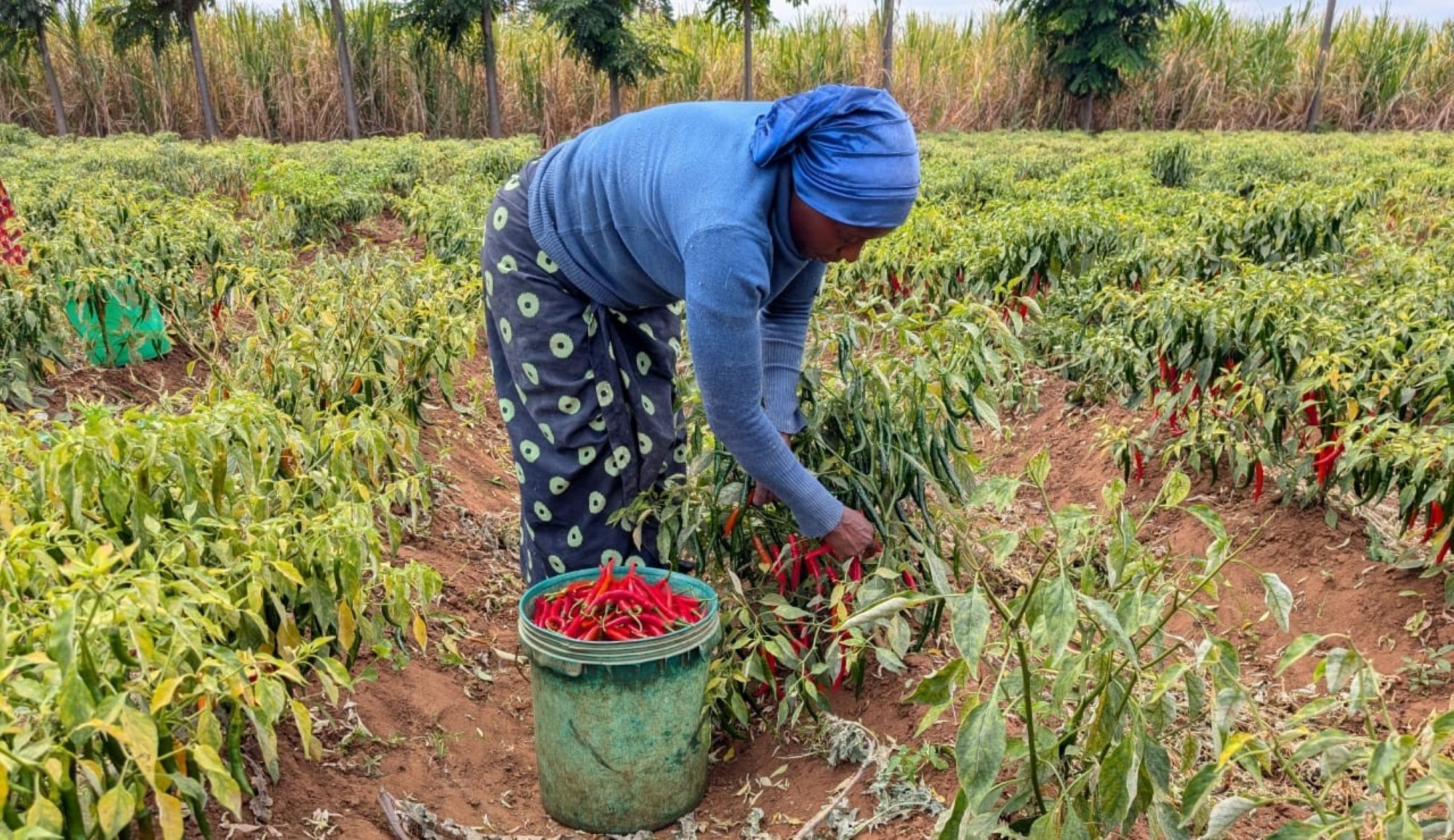 Tanzanian farmer, Halima, harvesting chilli peppers