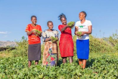 French beans being harvested as part of Farm Africa's Growing Futures horticulture project in western Kenya.