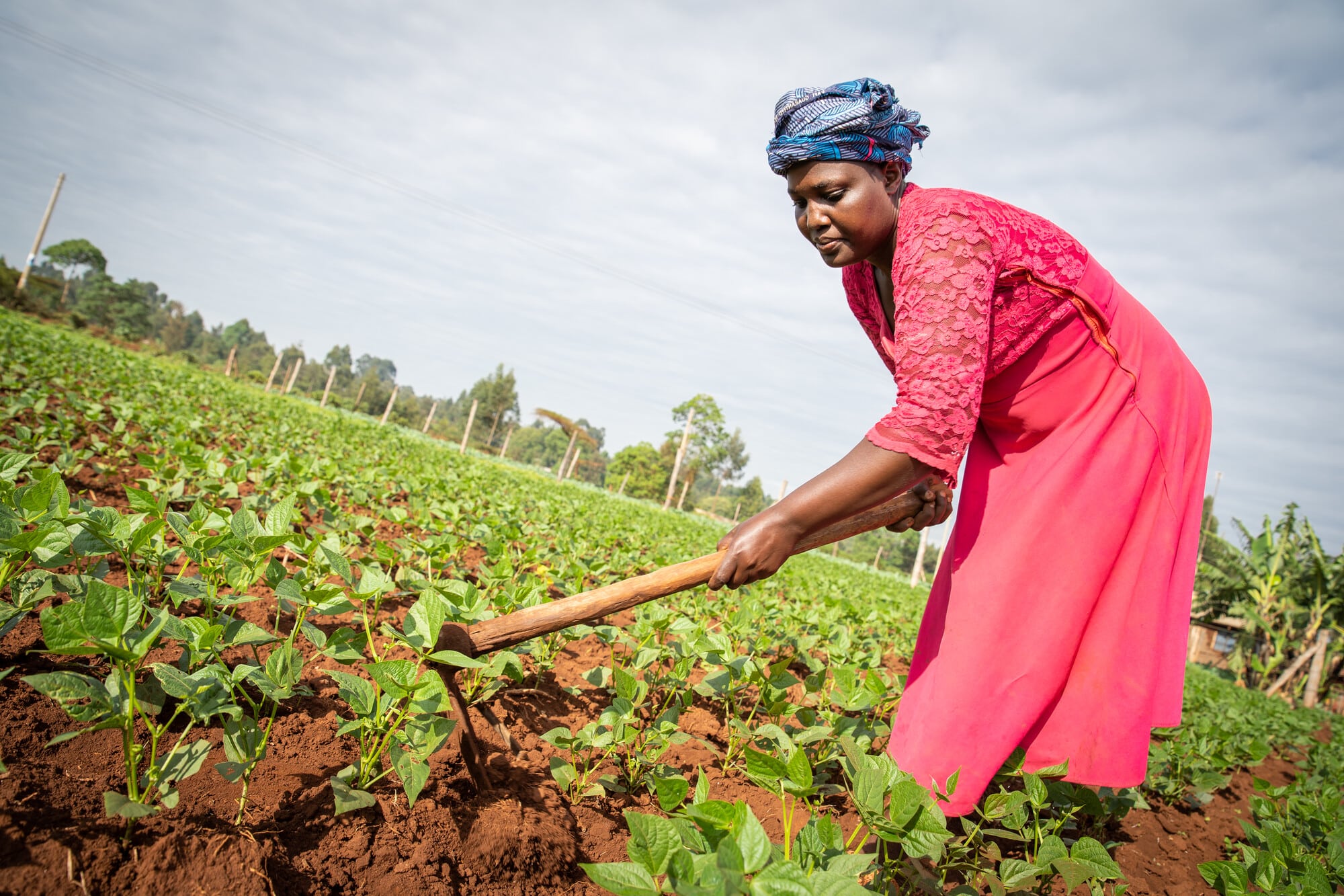 Lilian tends to her green beans on her farm in Bodeni, Saboti County in Western Kenya. 