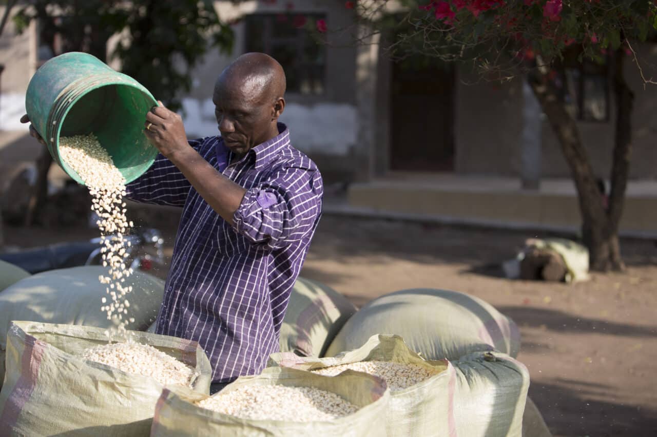 Farmer storing harvested maize