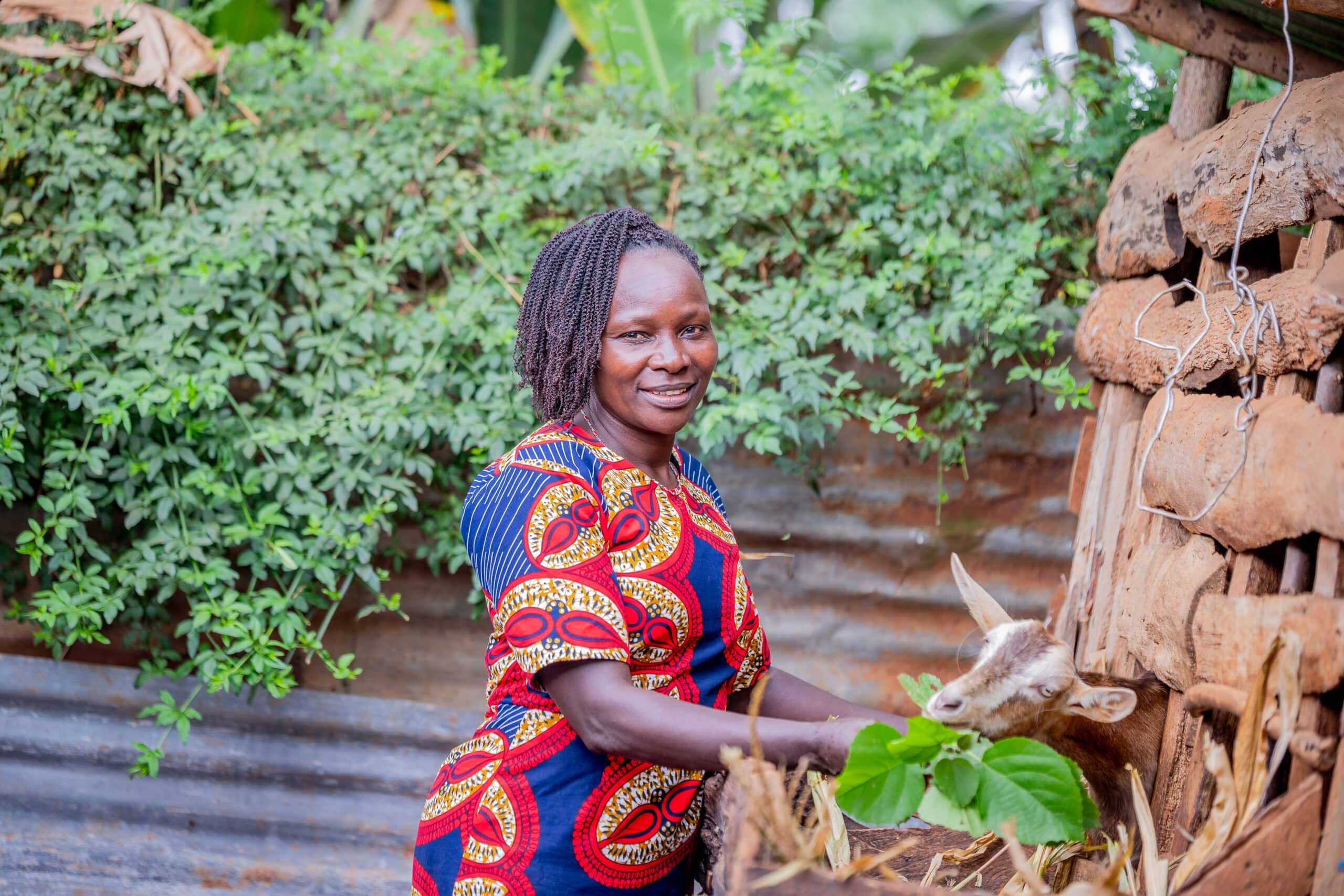 Female farmer Juliet from Embu, Kenya, feeding her goats.